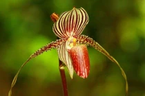 Cận cảnh loài hoa đắt nhất thế giới, 15 năm mới nở một lần