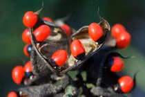 Chỉ mặt những loài cây hiểm độc nhất hành tinh, Việt Nam có nhiều