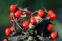 Chỉ mặt những loài cây hiểm độc nhất hành tinh, Việt Nam có nhiều