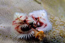 Vẻ đẹp lạ của động vật không xương trú ngụ dưới biển sâu