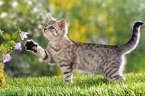 Tháng 4 dương: 3 tuổi cao thủ kiếm tiền, vàng bạc cuồn cuộn đổ về