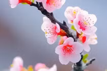 4 con giáp hạnh phúc ngập tràn, giàu sang chạm đỉnh 3 năm tới