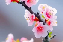 4 con giáp hạnh phúc ngập tràn, giàu sang chạm đỉnh 3 năm tới