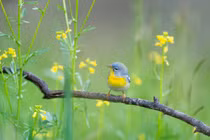 Tháng 3 Âm đào hoa đua nở, 3 con giáp tình tiền rực rỡ