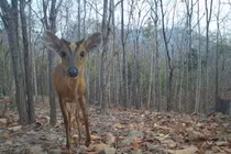 Đặt bẫy ảnh, phát hiện loạt động vật cực quý hiếm ở Bình Thuận