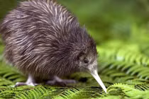 Loài chim kỳ dị không có cánh, lỗ mũi nằm bên ngoài đầu mỏ