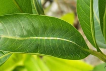 Top động vật có tài ngụy trang đỉnh cao, mắt thường không thể phát hiện