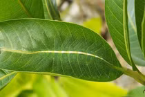 Top động vật có tài ngụy trang đỉnh cao, mắt thường không thể phát hiện