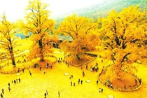 Cây cảnh cát tường, dát vàng lộng lẫy, hút tài lộc, xua đuổi tà ma