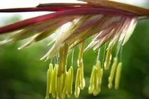 5 loài cây cả đời mới trổ bông, hiếm người được chiêm ngưỡng