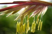 5 loài cây cả đời mới trổ bông, hiếm người được chiêm ngưỡng