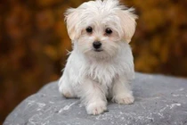 Trời xanh rót lộc, 3 tuổi bội thu tiền tài vào đúng 1/12