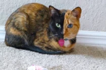 10 giống mèo độc - dị - lạ nhất hành tinh: Giật mình số 1!