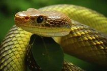 4 con giáp của cải nhân ba, từ 2024 không có gì ngoài tiền