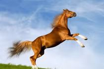 3 tuổi đầu tuần bội thu tài lộc, cuối tuần dễ trắng tay vì...