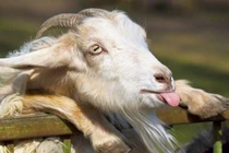 Tử vi tháng 7/2024: 4 tuổi đầy rẫy khó khăn, tiền khó kiếm, dễ mất