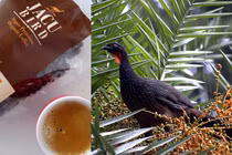 Loài chim lạ thải ra đặc sản đắt đỏ nhất thế giới, 40 triệu đồng/kg