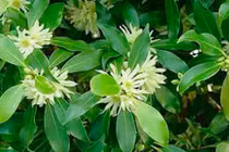 Sản vật quý bậc nhất Việt Nam, chỉ 2 quốc gia có