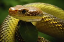 Hưởng lộc trời ban, 3 tuổi gặp may liên tiếp, dễ kiếm bộn tiền