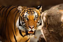 Phú quý tề thiên, 3 tuổi ước gì được nấy sau Rằm tháng Giêng