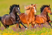  Từ 20/3: 3 con giáp Thần Tài rót lộc, hỷ sự liên miên