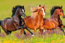  Từ 20/3: 3 con giáp Thần Tài rót lộc, hỷ sự liên miên