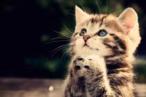 5 tuổi đen đủi nhất tháng Cô hồn, làm gì cũng vướng, dễ cãi cọ