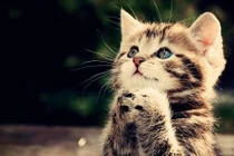 5 tuổi đen đủi nhất tháng Cô hồn, làm gì cũng vướng, dễ cãi cọ