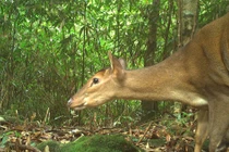 Động vật cực quý hiếm của Việt Nam xuất hiện liên tục ở Hà Tĩnh