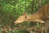 Động vật cực quý hiếm của Việt Nam xuất hiện liên tục ở Hà Tĩnh