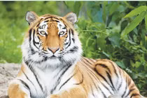 Từ 8/5 - 31/5: 3 tuổi thăng hoa tài lộc, tiền ùa về như thác