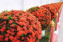 Cây cảnh hút điềm lành, nở hoa quanh năm, chạm đất là sống