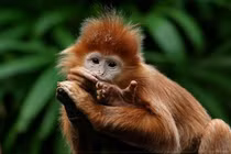 Tháng 11 âm: Dẫm vào "bùn đen", 4 tuổi tiền của đội nón ra đi