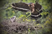 Tận mục loài chim quý trong Sách Đỏ: "Chuyên gia săn rắn" cực đỉnh