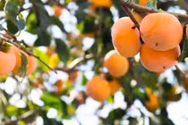 4 cây cảnh trồng trong sân hút lại điềm lành, đẹp như tranh vẽ