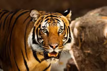 Thần Tài chiếu cố, 3 tuổi đón lộc tới tấp tháng 12 Âm