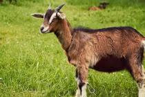 Đúng 7 ngày cuối năm 2023: 3 tuổi “trúng số đổi đời”, ăn Tết cực to