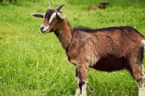 Đúng 7 ngày cuối năm 2023: 3 tuổi “trúng số đổi đời”, ăn Tết cực to