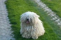 Ngắm loài chó có bộ lông cực dị, mặt y hệt chổi lau nhà