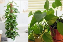 4 thứ không đặt trong phòng khách kẻo tiền bạc 'đội nón ra đi'