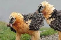 Quái điểu khổng lồ có chòm 'râu dê', thích ăn xương động vật