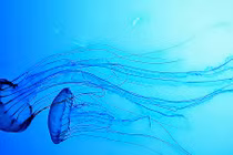 5 sinh vật biển nguy hiểm nhất hành tinh: Số 1 sát thủ vô hình