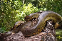 Kinh hãi loài rắn khổng lồ từng tung hoành trên Trái đất