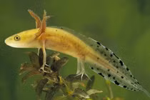 Top động vật lưỡng cư độc đáo nhất thế giới: Giật mình số 2! 