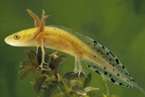 Top động vật lưỡng cư độc đáo nhất thế giới: Giật mình số 2! 