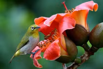 Sau Tết Hàn thực, 3 tuổi chấm dứt khó khăn, kiếm tiền bùng nổ