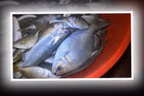 Loại cá độc nhất Việt Nam, tên ma mị nhưng giá siêu chát 