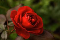 Cuối tháng 2 Âm lịch, 3 con giáp tiền đầy ví, tình đầy tim