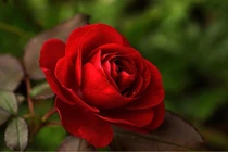 Cuối tháng 2 Âm lịch, 3 con giáp tiền đầy ví, tình đầy tim