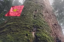 Chiêm ngưỡng 'cụ' cây sa mu 2.000 tuổi quý hiếm nhất Việt Nam